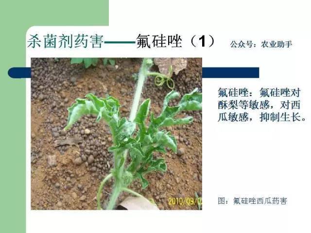 农药药害高清图谱大全看后从此不求人