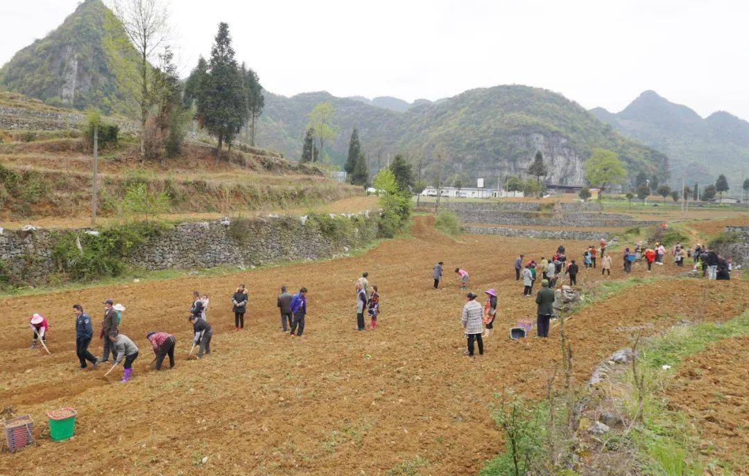 织金县黑土镇田间地块里的农技培训课