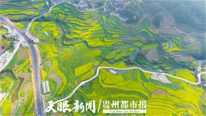 3月25日,福泉市道坪镇翁初村的500亩油菜花竞相绽放,迎来最佳观赏期.
