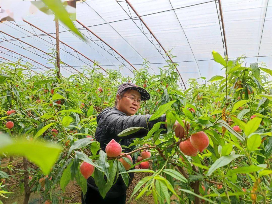 山东庄镇大棚桃抢鲜上市