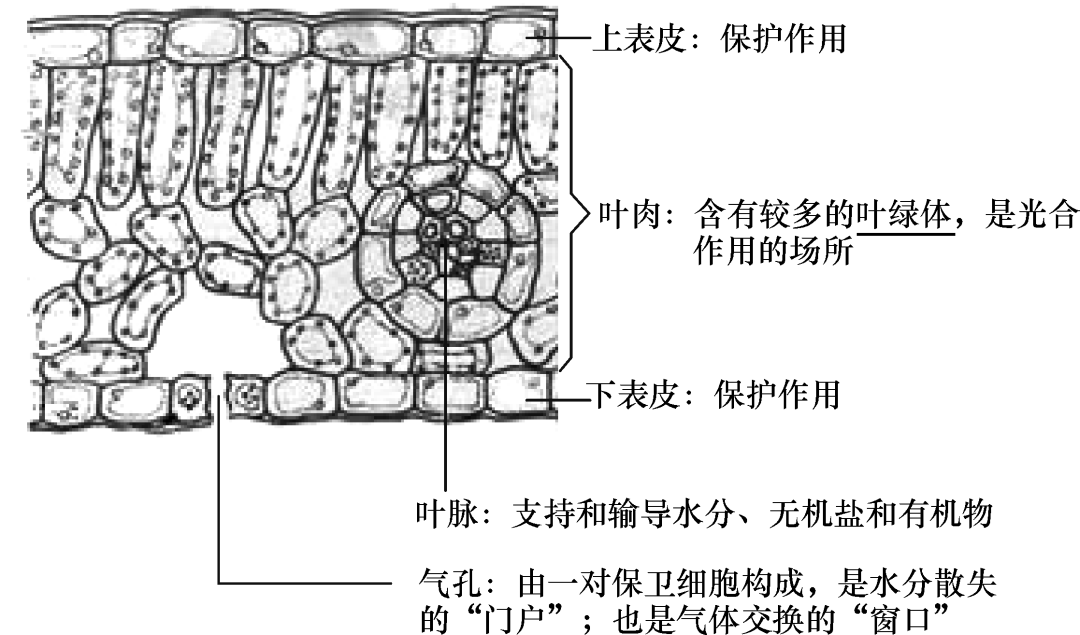 叶片的结构和功能8叶芽的结构和发育7果实和种子的形成(植物有性生殖