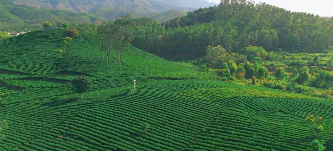 柏塘山茶 留下春天味道的最好方式_春茶_新绿_茶园