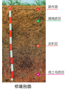 六,土壤剖面实景图五,成土过程示意图四,土壤形成与成土母质三,土壤