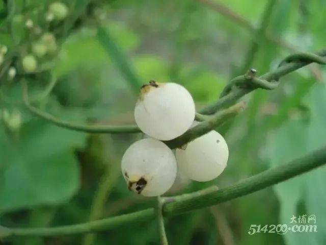 就吞口水了酸枣入口丝丝清甜伴随清香每年的深秋季节成熟又叫拿藤仔