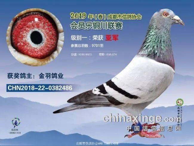 川鸽无惧蜀道难成都700公里吹响集结号