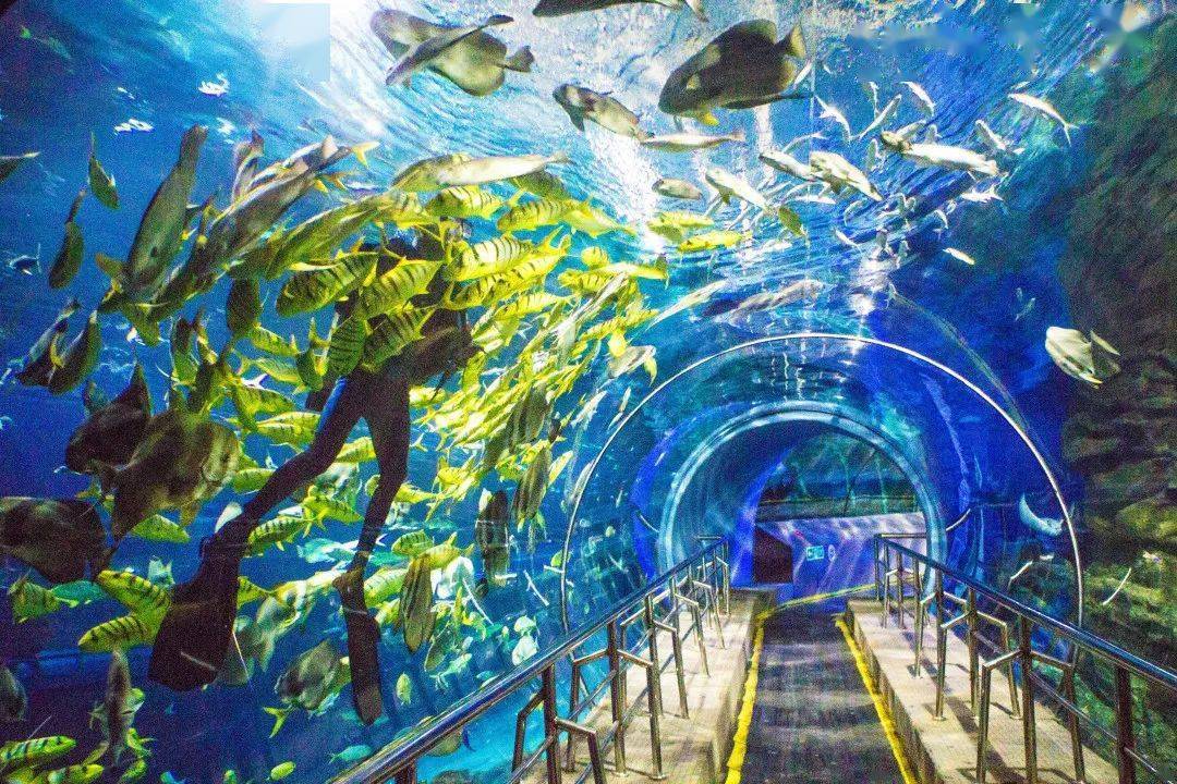 在海底隧道,仿佛真的置身海底一样兴奋,想要试着探索海洋未知的秘密