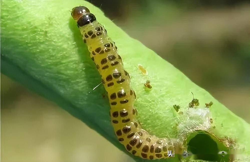 蔬菜钻心虫危害严重而且难治,掌握这些防治方法很管用_幼虫_作物_害虫