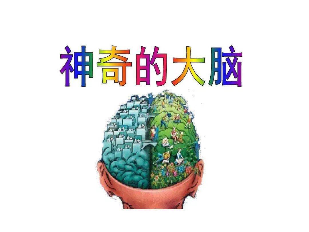 全面认识大脑,彻底启发你的思考_本能_理智_情绪