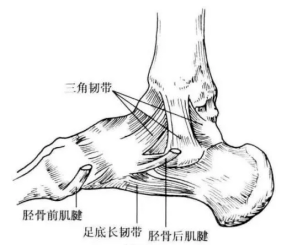 内侧副韧带又称为三角韧带,起自内踝尖,其功能主要就是防止足跟的外翻