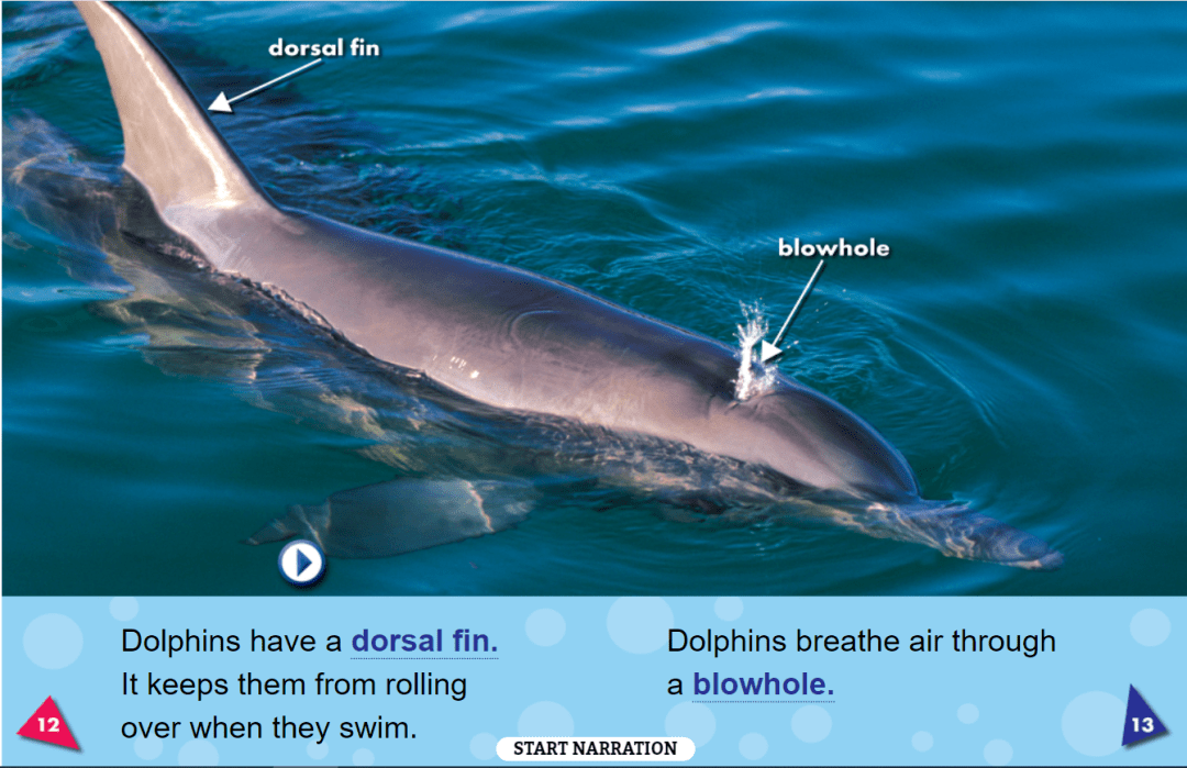 英文绘本丨dolphins海豚