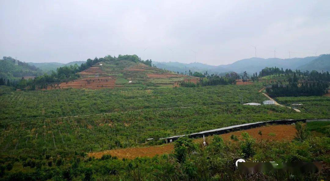 雨樟镇并嘎村:美好环境共缔造 幸福生活齐路来_建设_群众_种植