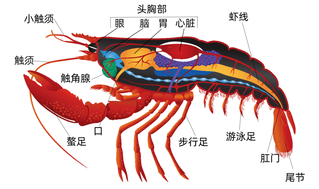 学会了今晚谁请我吃小龙虾