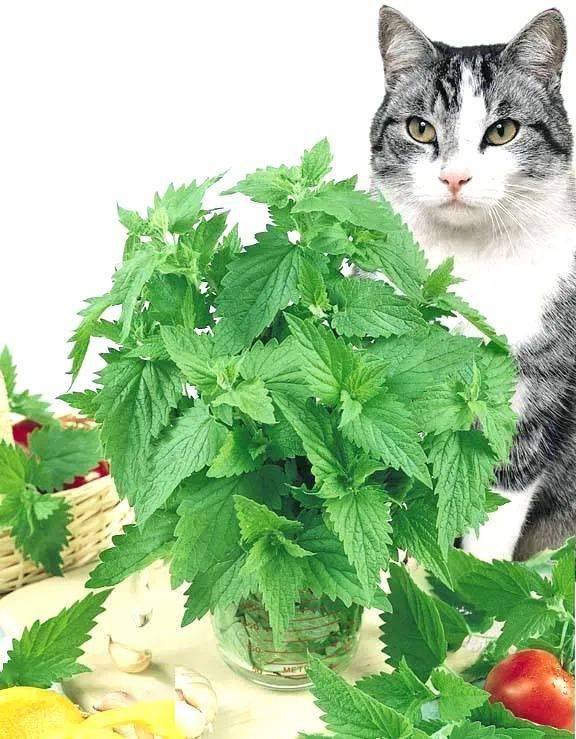 种盆猫薄荷有大用懂它的人不多懂它的猫不少