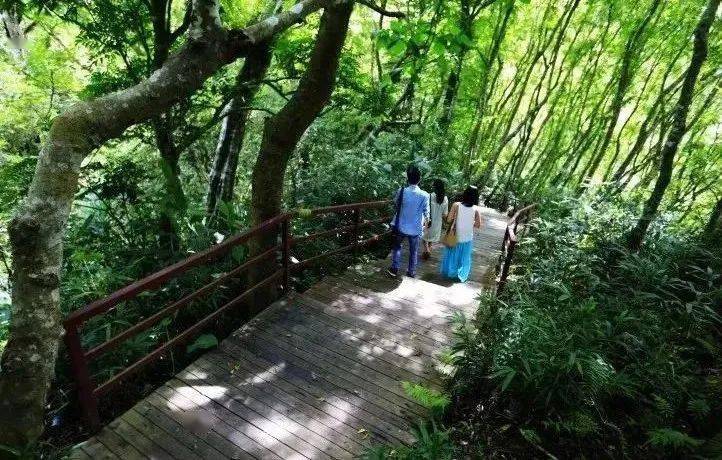 醉氧之旅·端午相约五指山水满河热带雨林风景区_海南