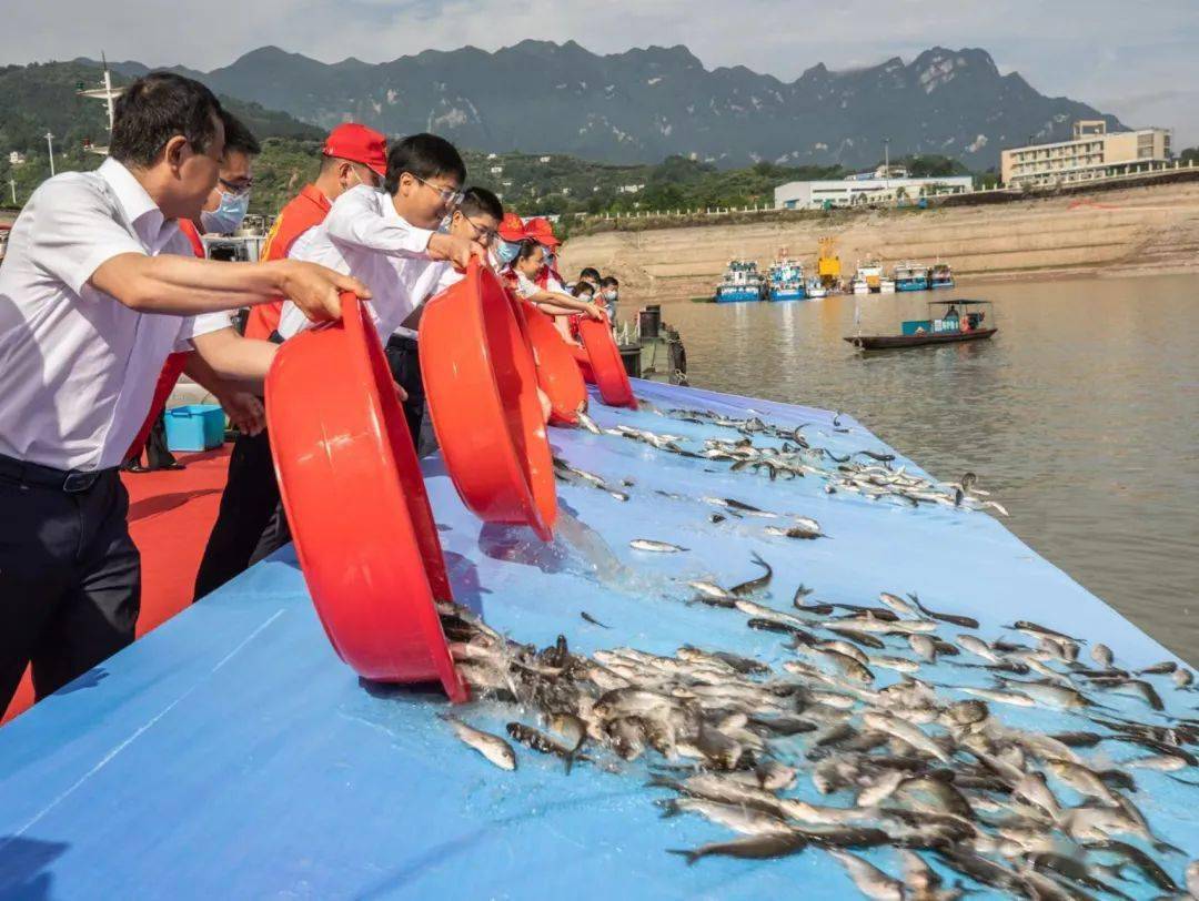 刚刚,秭归增殖放流鱼苗625万尾_水域_长江_郑家裕