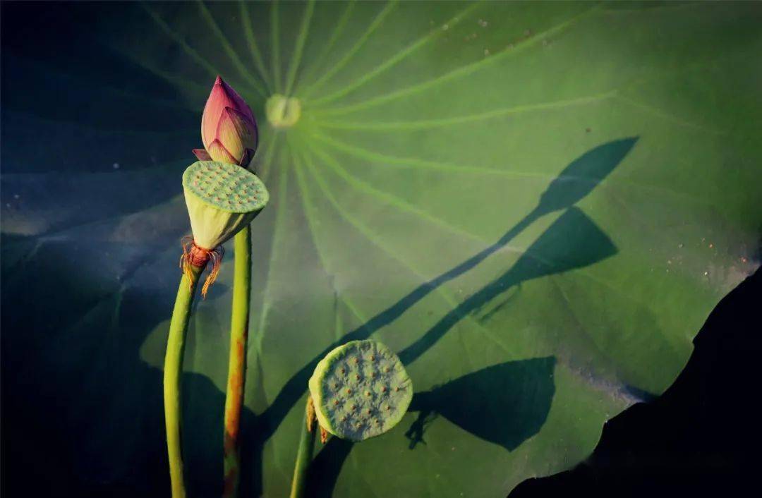 一朵荷花,绽放了整个夏天!_林子方_芙蓉_莲花