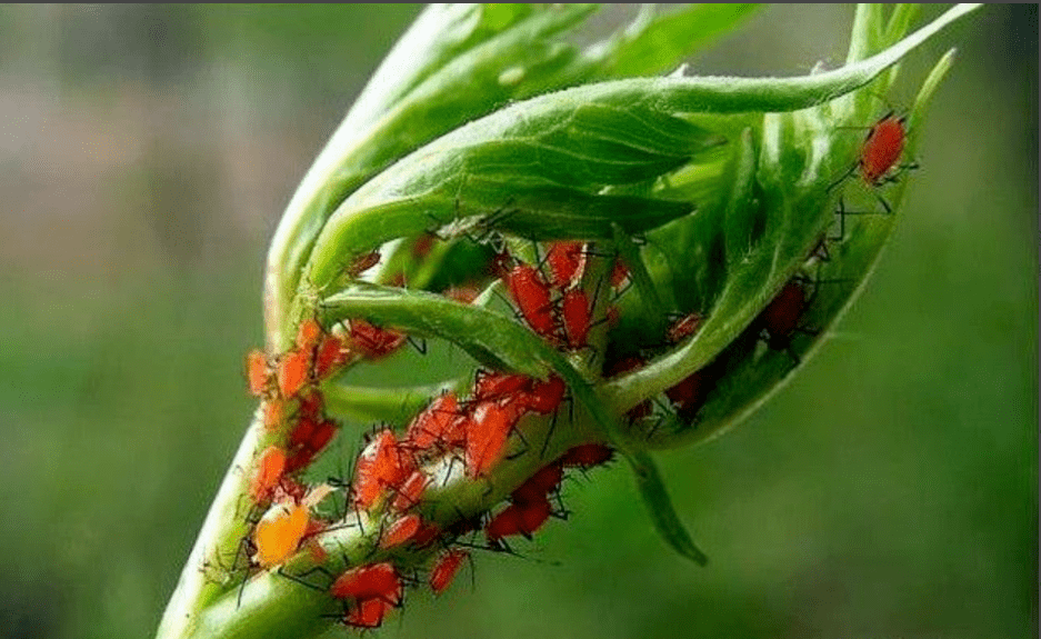 园林植保丨6月份养护月历