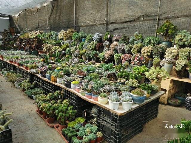 近日,在位于呈贡区盆花苗木基地馨缘花艺的多肉批发中心,老板娘祁女士