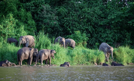 亚洲象中的婆罗洲侏儒象_大象_爪哇_驯化