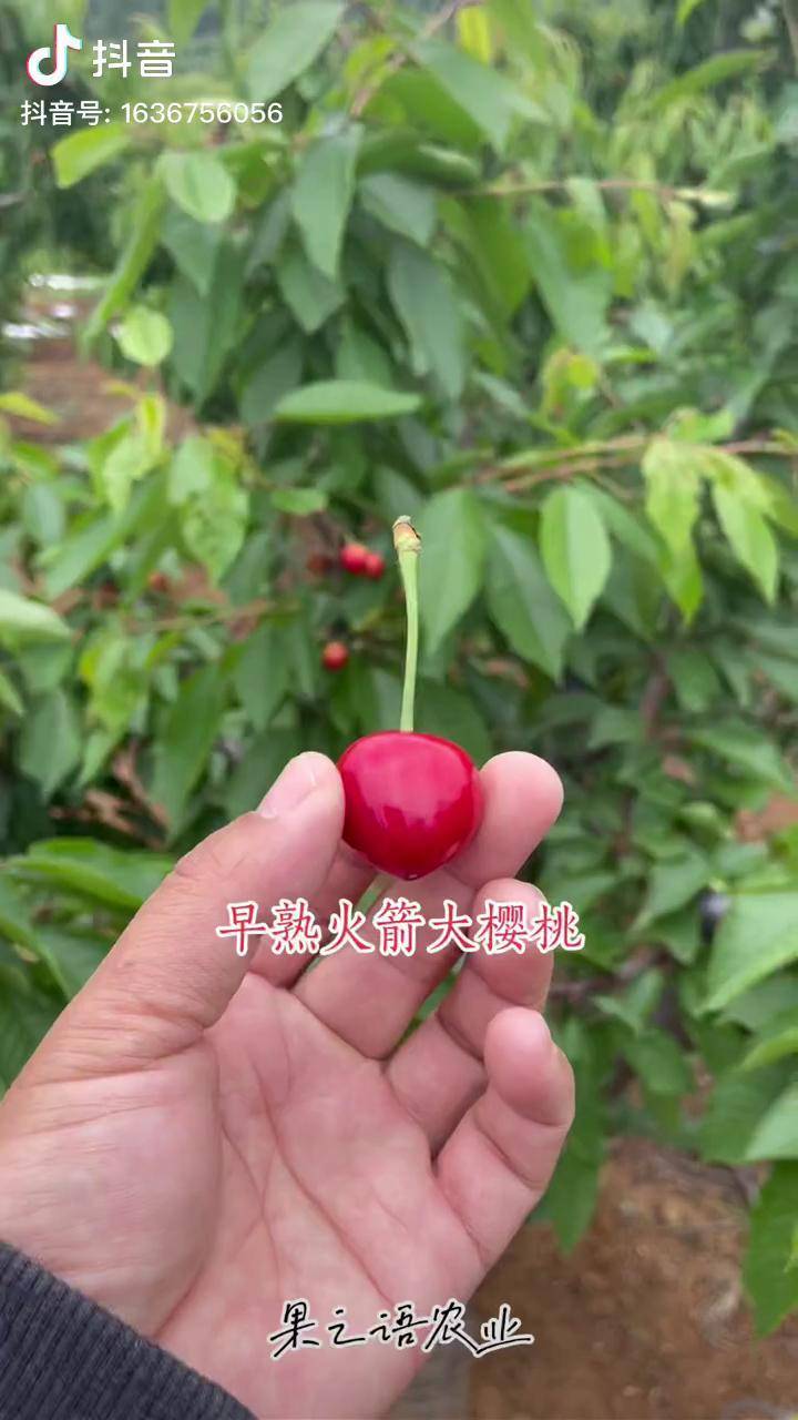 新品种大樱桃火箭特点早熟大果硬度高耐运输露天大棚都可种植矮化樱桃