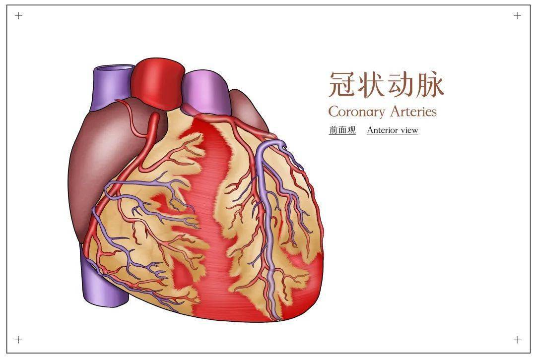 养成健康生活方式 推迟心血管疾病