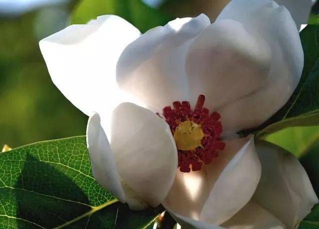 玉木兰花
