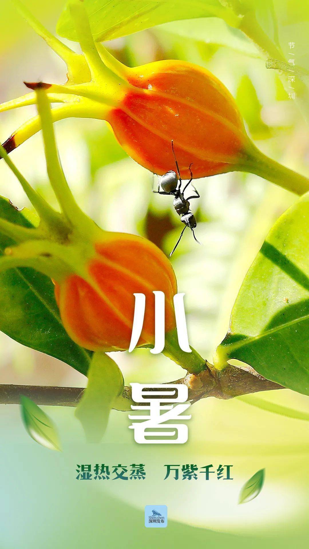 小暑| 生如夏花,深圳的夏花_南兆旭_野花_花朵