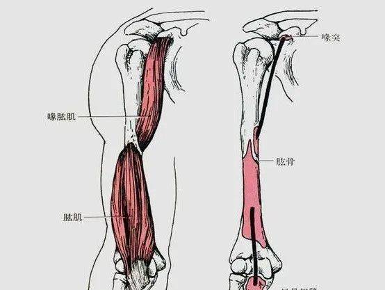 临床必备:高清超全肌肉解剖图谱!_肩胛骨_起止点_功能