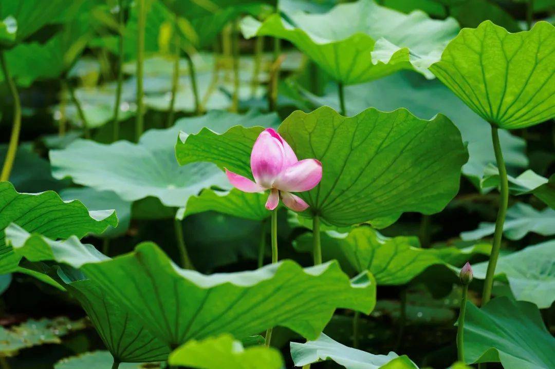 万绿丛中一点红芰荷馨香迭映蔚花房半弄瓣微张池上芙蓉新出水点点红玉