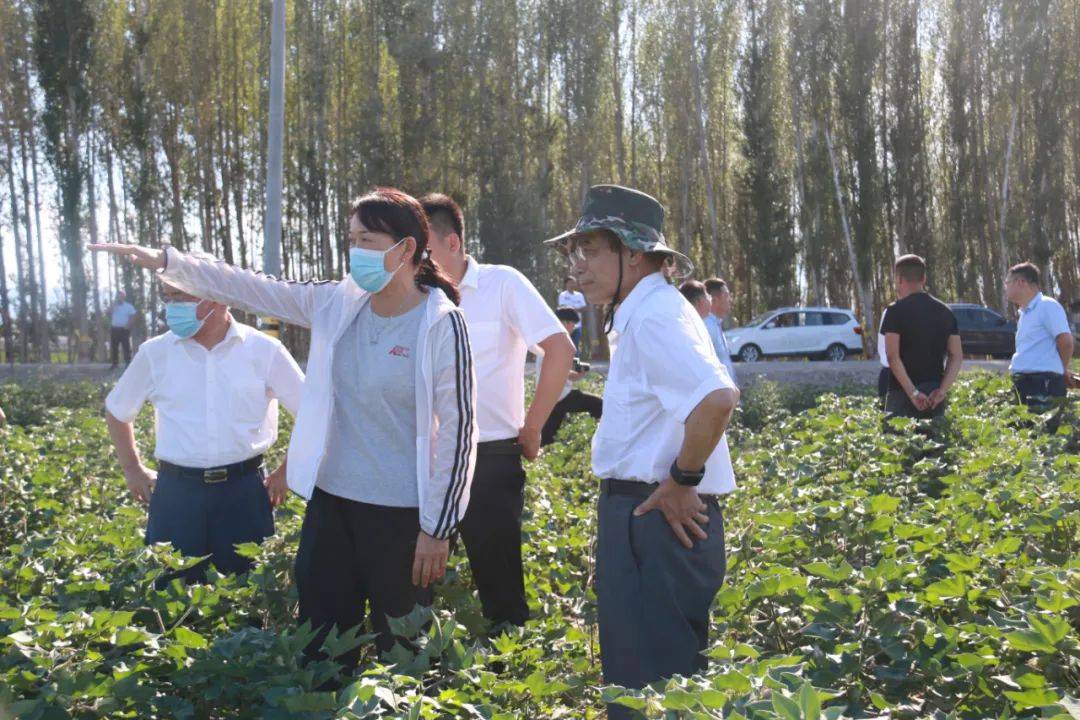 朱玉贤一行来博传经送宝_棉花_高等研究院_博州