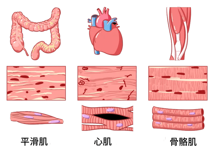 人体肌肉主要分三大类,有骨骼肌,心肌及平滑肌.