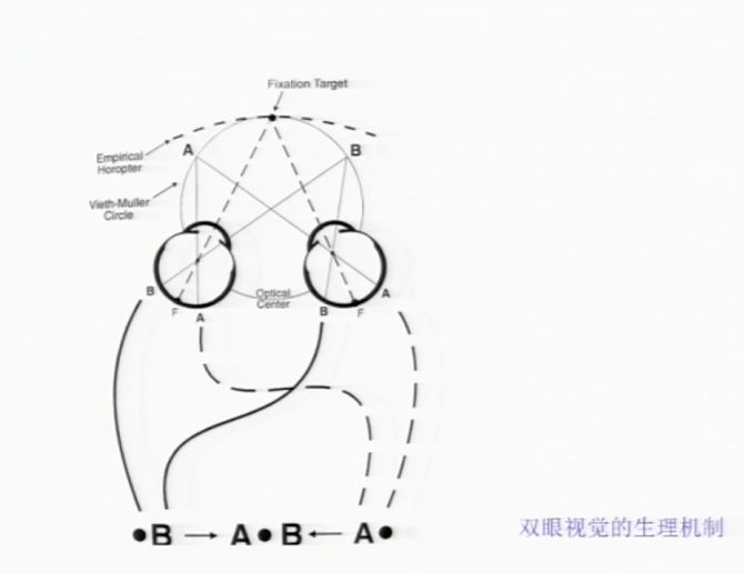 双眼视觉概述_反射_视网膜_运动