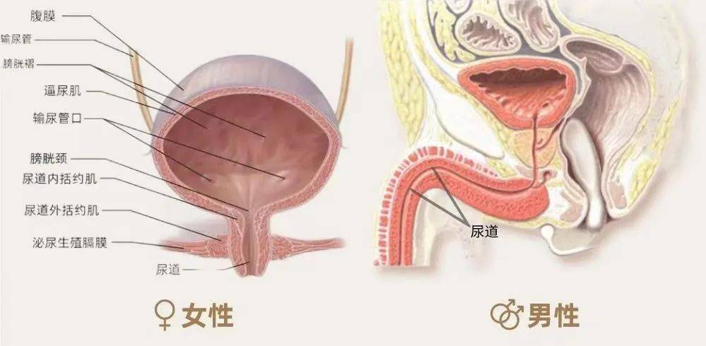 首先就是男女尿道的差别,咱们可以先上图感受下●内部条件:构造有别