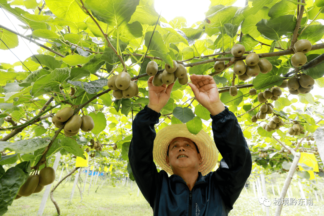 罗朝忠说"我们基地今年预计可以出产15000斤-20000斤鲜果,出售的