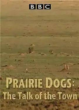 are americas answer to the meerkat - small, sociable and