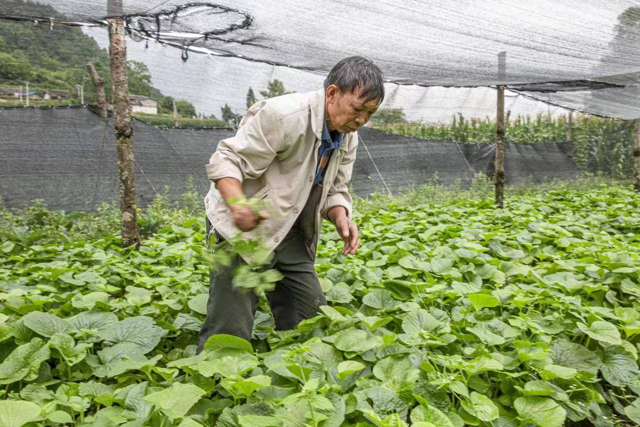 会东县新街镇：推进产业兴旺助力乡村振兴