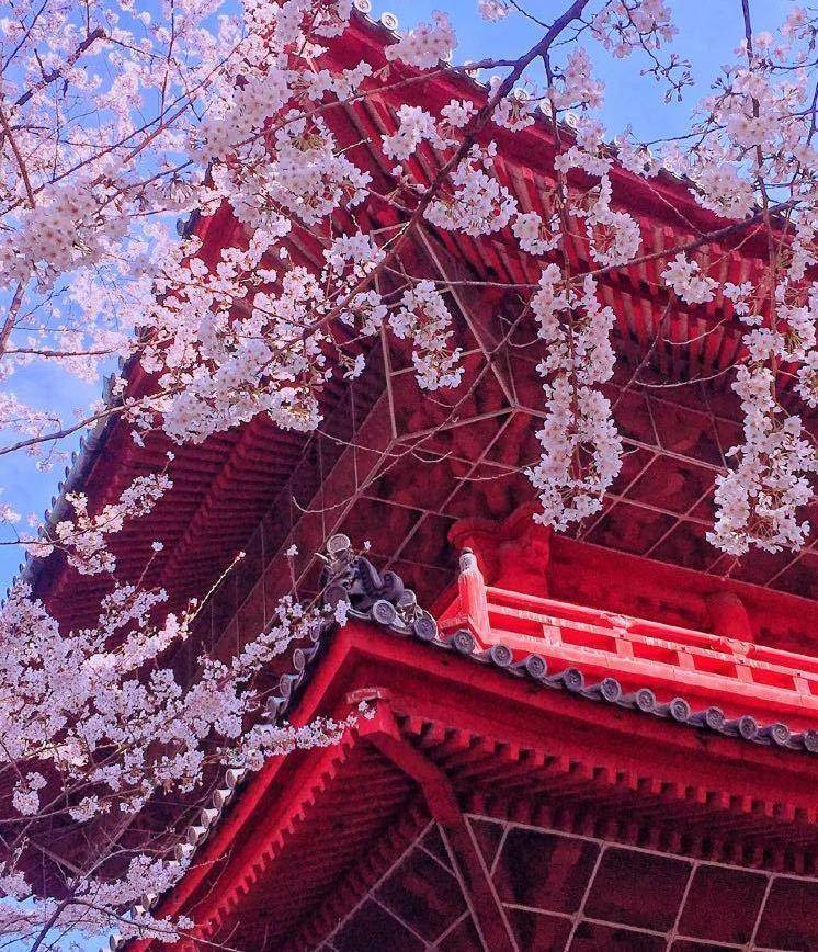 日本最特别的寺庙，樱花与寺庙美景并存！还是最灵验的求子圣地