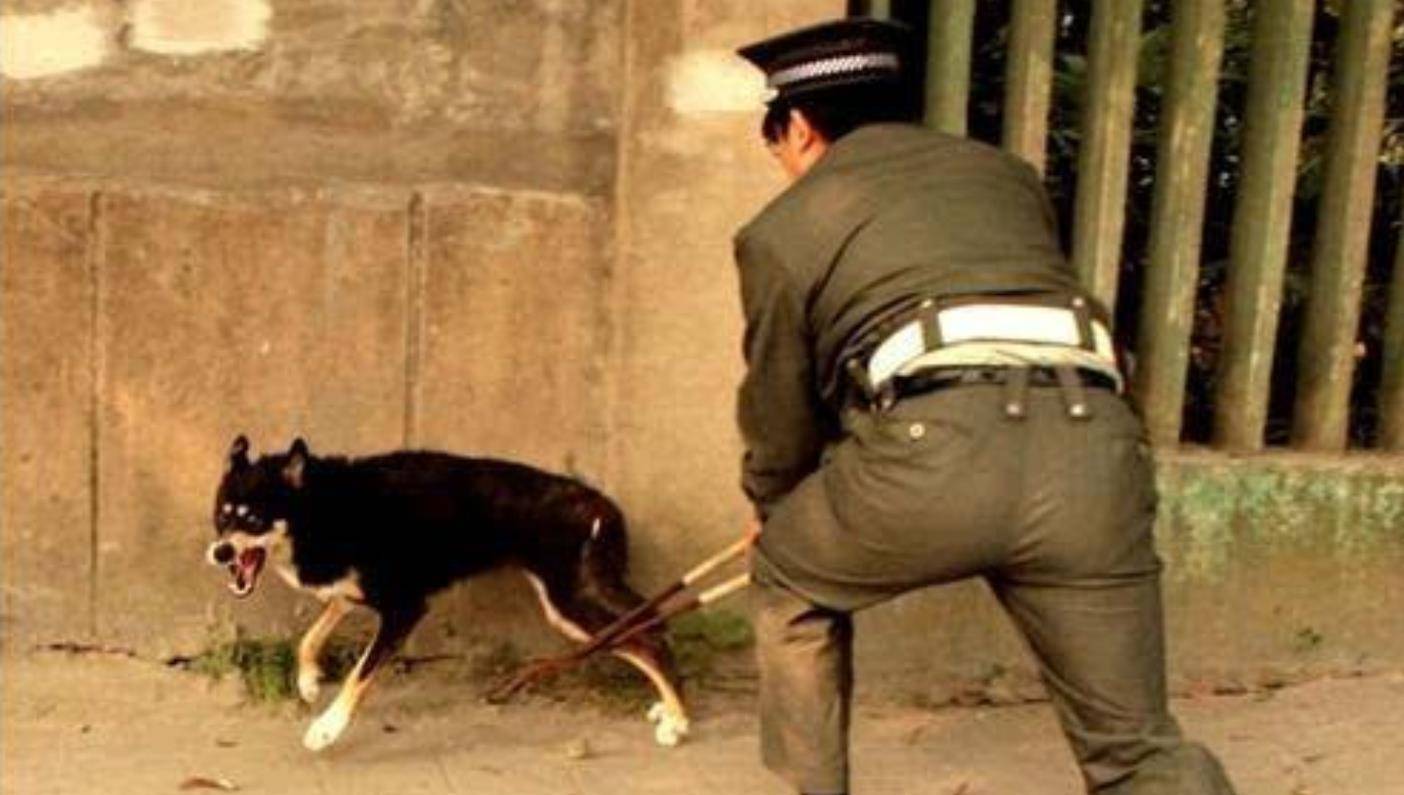 上世纪80年代,发生了一场轰轰烈烈的打狗运动,究竟是为什么?