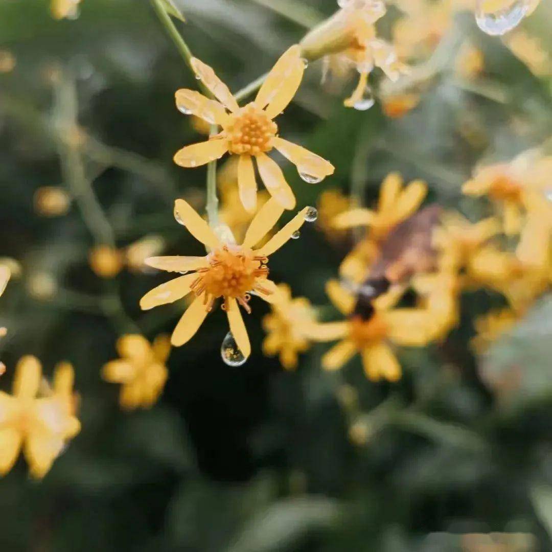 “烟雨入留坝”，在绵绵秋雨中感受清凉