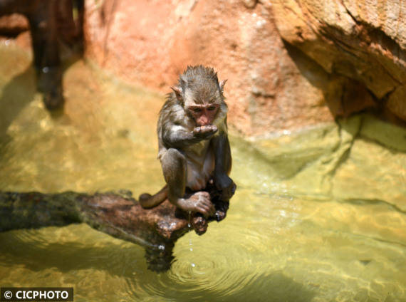 广东广州：猕猴戏水 清凉一“夏”