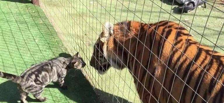 食物_小猫_那也会