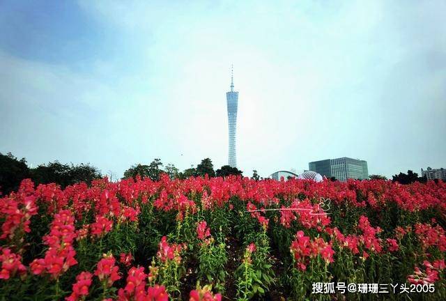 广州海心桥旁边的“莫奈花园”，四季色彩绚丽，9月向日葵在绽放