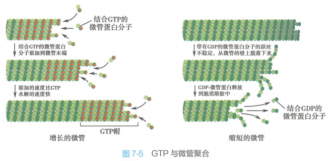 微管的装配主要表现为动态不稳定性(dynamic instability.