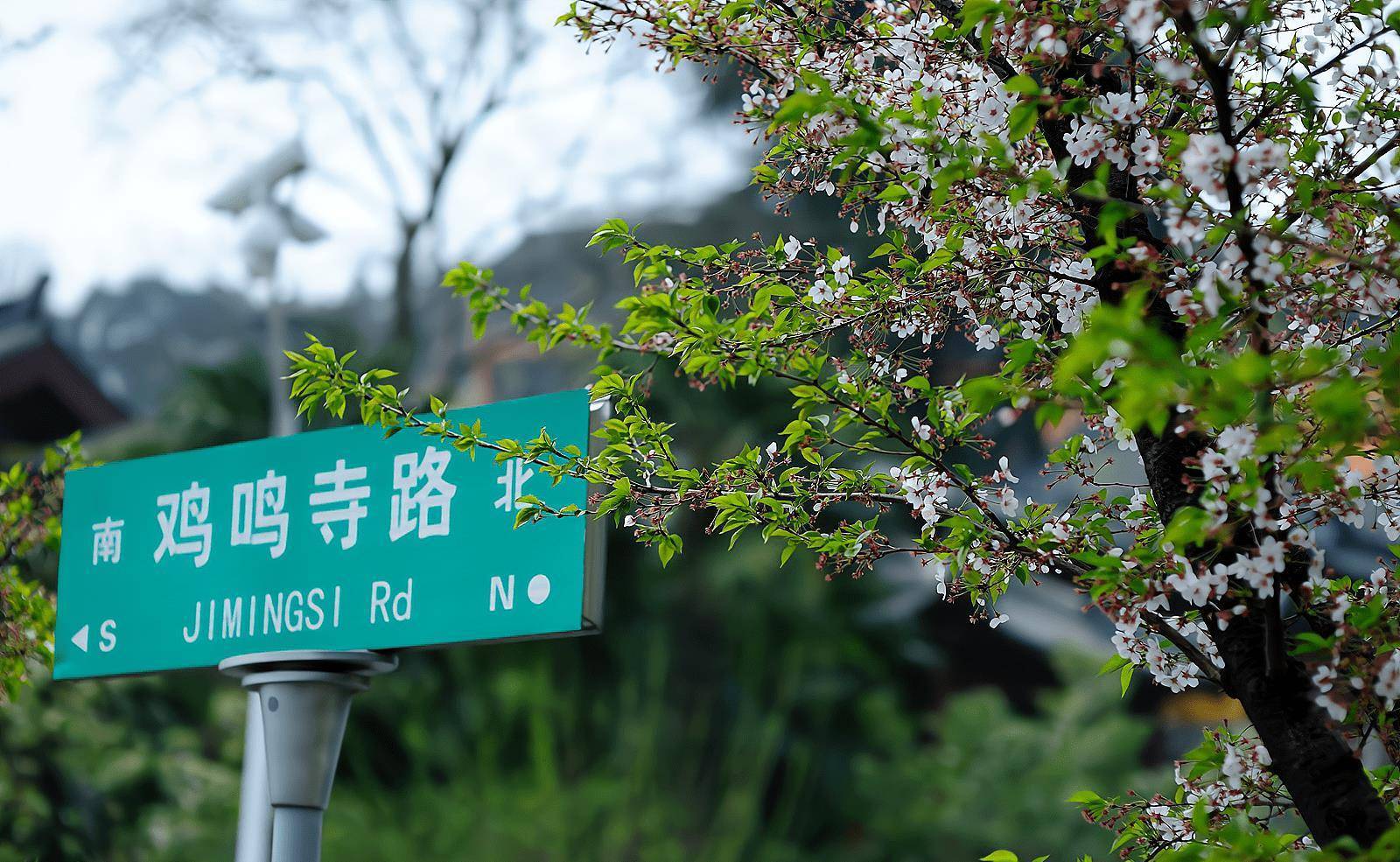 南京有一条“樱花大道”，与千年古刹鸡鸣寺相邻，景色美如画