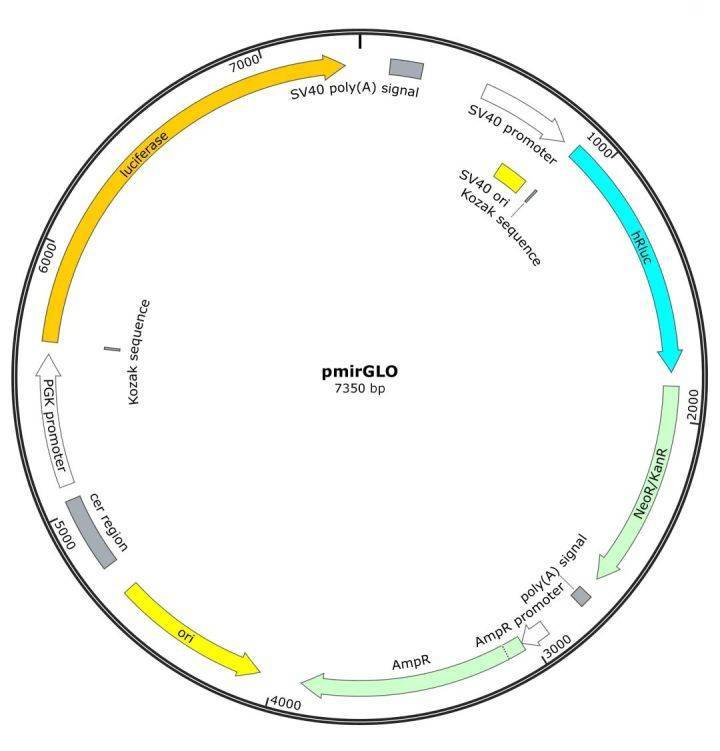 双荧光素酶报告基因实验技术详解_检测_载体_萤火虫