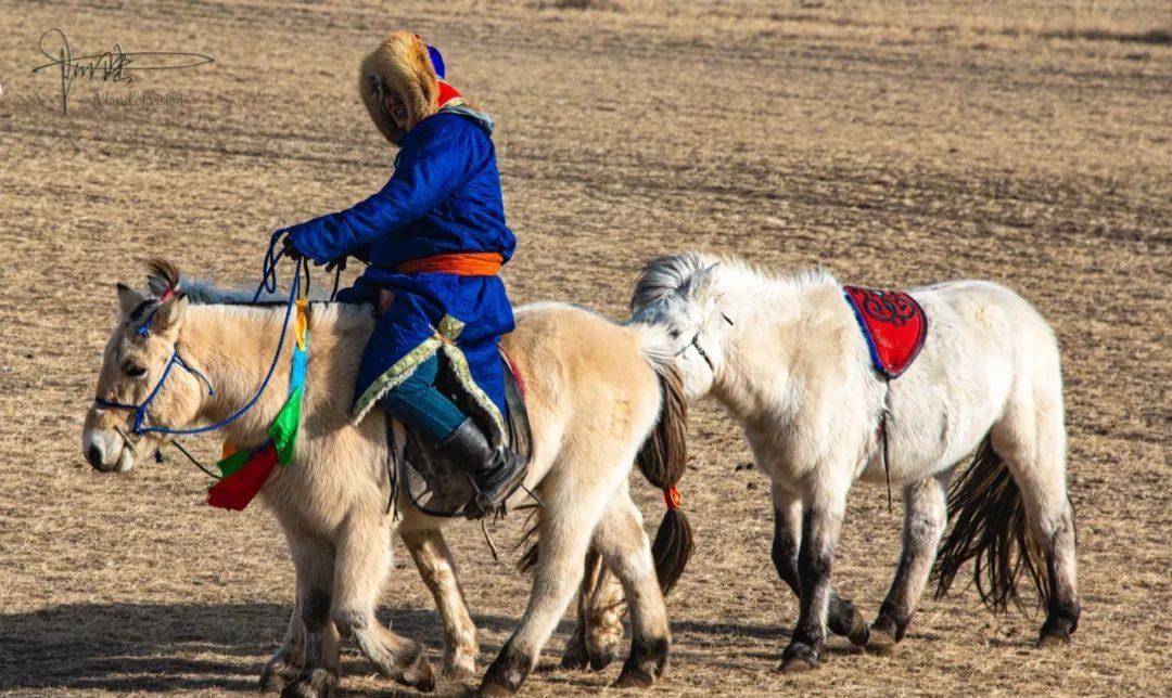 西乌珠穆沁旗的白马个子不高，块头也不大，却是马群中的贵族