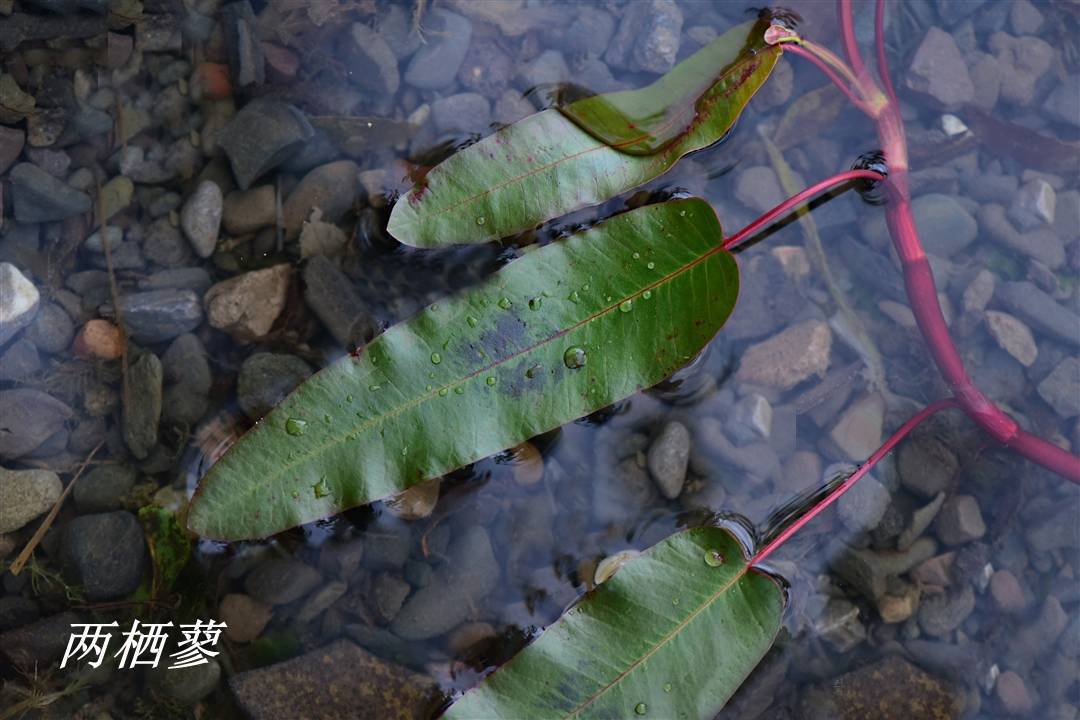 《诗经》里的植物辨识(六十"游龙 是指哪种蓼_红草_水荭_郭璞