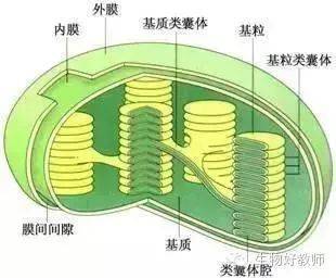 结构特点:具有双层膜.在叶绿体内部存在扁平袋状的膜结构,叫类囊体.
