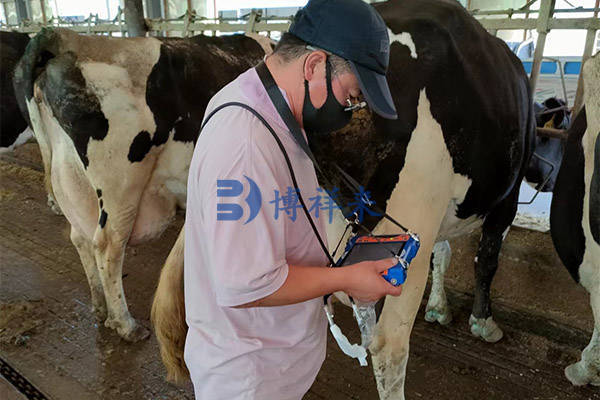 牛用b超机检测结果帮助牛场管理牛群_母牛_奶牛_问题