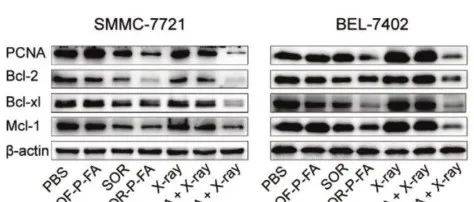 Western Blot Bcl